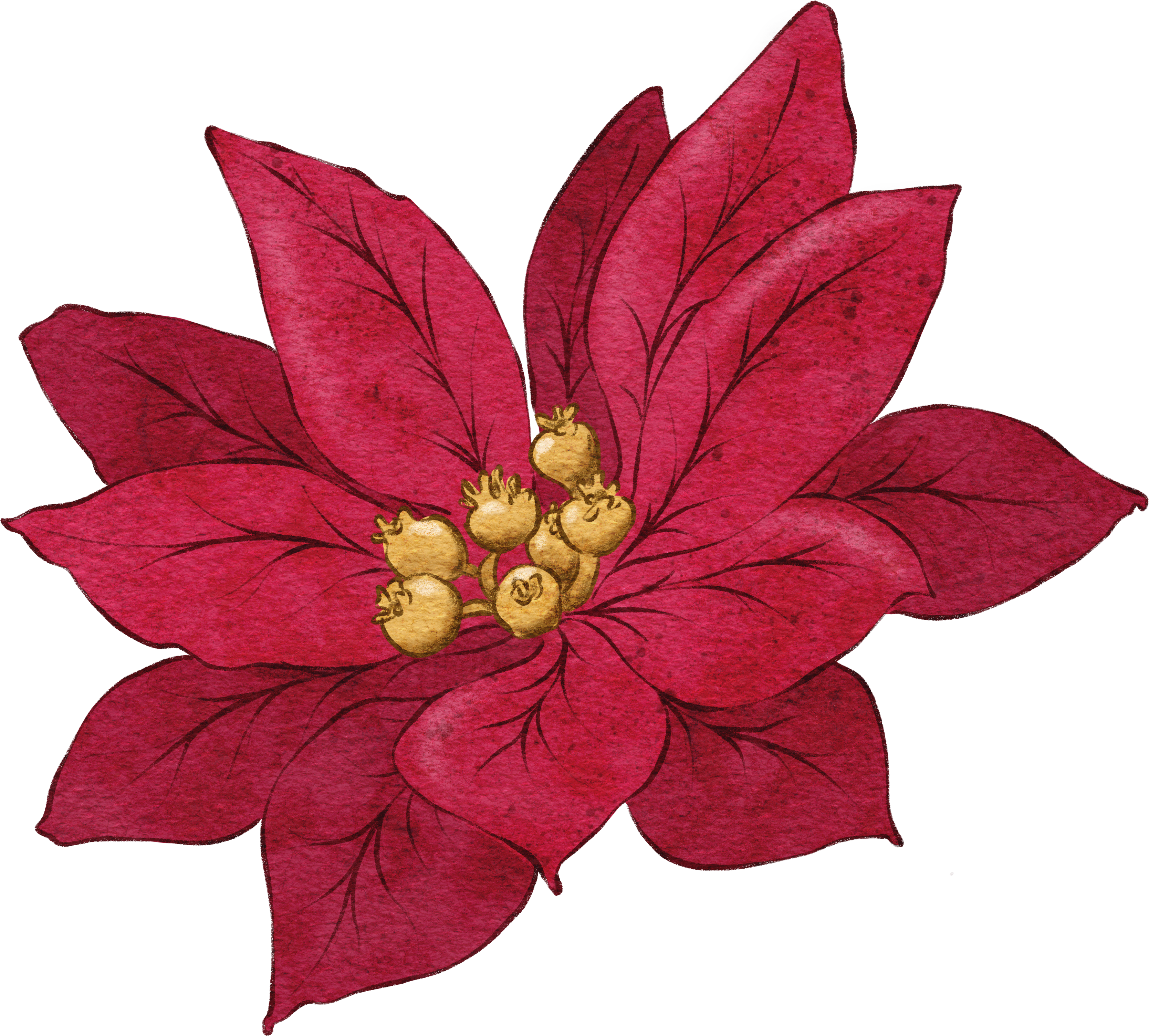 Poinsettia_Red_1